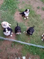 Mr. Russell, a male English Shepherd and Beauceron for sale in Shelbyville, KY – Photo 3 of 3