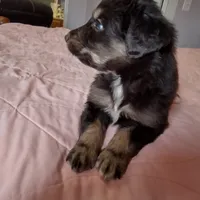 Black white and mottled, a male English Shepherd and Beauceron for sale in Shelbyville, KY – Photo 2 of 3
