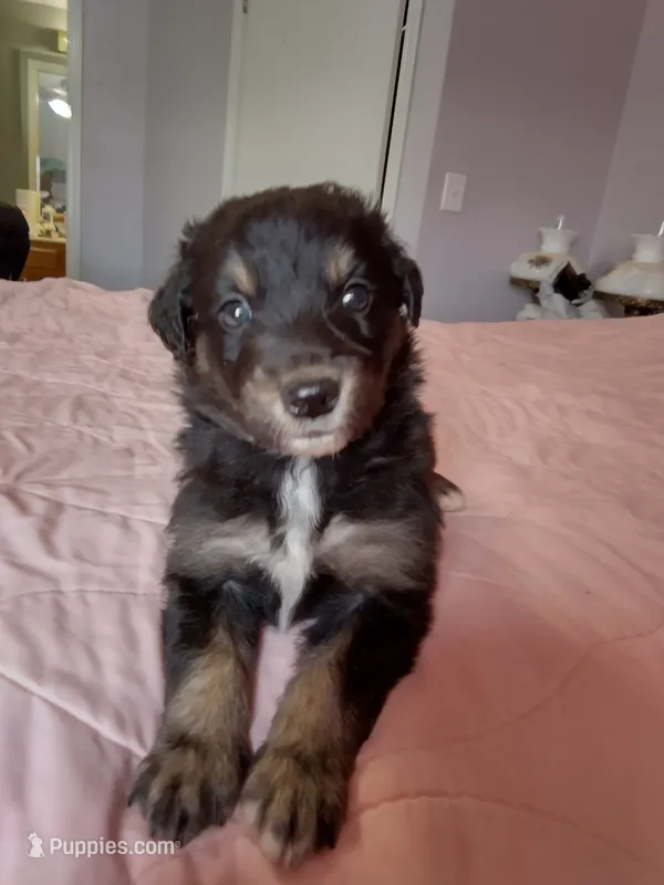 Black white and mottled