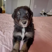 Black white and mottled, a male English Shepherd and Beauceron for sale in Shelbyville, KY – Photo 1 of 3