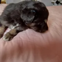 Black white and mottled, a male English Shepherd and Beauceron for sale in Shelbyville, KY – Photo 3 of 3