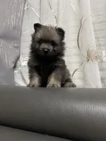Rocky, a male Keeshond for sale in Manchester Township, NJ – 2 of 3