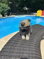 Luna, a female Keeshond for sale in Manchester Township, NJ – 4 of 9