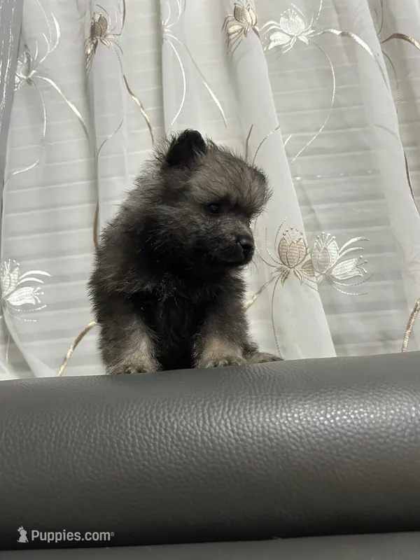 Rocky – Keeshond puppy for sale in Manchester Township, NJ