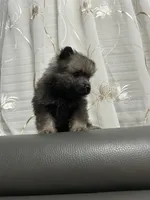 Rocky, a male Keeshond for sale in Manchester Township, NJ – 1 of 3
