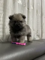 Luna, a female Keeshond for sale in Manchester Township, NJ – 3 of 3