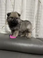 Luna, a female Keeshond for sale in Manchester Township, NJ – 2 of 3
