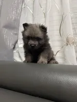 Rocky, a male Keeshond for sale in Manchester Township, NJ – 3 of 3