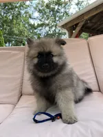 Bear, a male Keeshond for sale in Manchester Township, NJ – 1 of 9