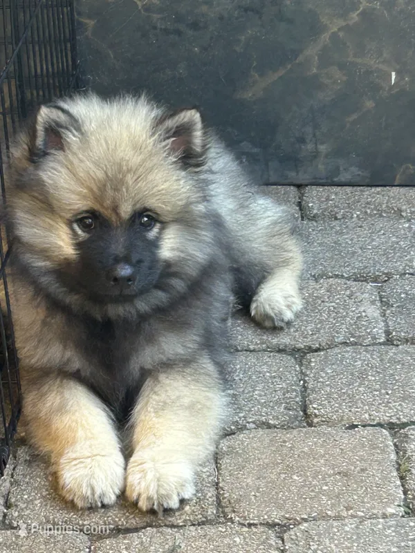 Rocky – Keeshond puppy for sale in Manchester Township, NJ