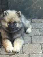 Rocky, a male Keeshond for sale in Manchester Township, NJ – 2 of 9
