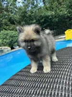Rocky, a male Keeshond for sale in Manchester Township, NJ – 2 of 7