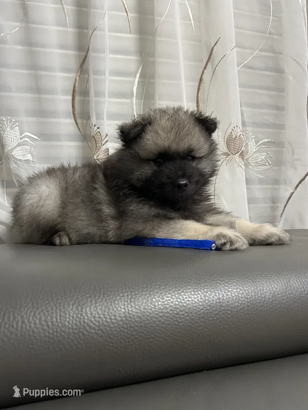 Teddy – Keeshond puppy for sale in Manchester Township, NJ