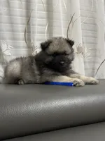 Teddy, a male Keeshond for sale in Manchester Township, NJ – 1 of 3