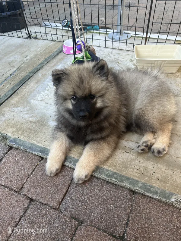 Milo – Keeshond puppy for sale in Manchester Township, NJ