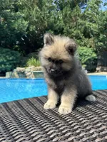 Rocky, a male Keeshond for sale in Manchester Township, NJ – 3 of 7