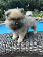 Daisy, a female Keeshond for sale in Manchester Township, NJ – 1 of 8
