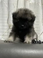 Milo, a male Keeshond for sale in Manchester Township, NJ – 2 of 2