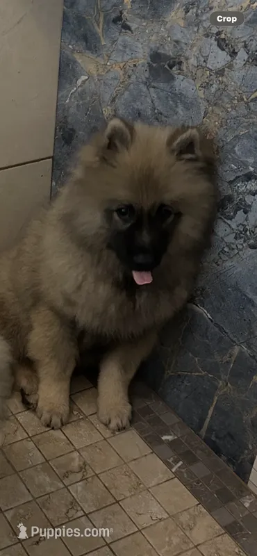 Luna – Keeshond puppy for sale in Manchester Township, NJ