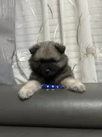 Teddy, a male Keeshond for sale in Manchester Township, NJ – 3 of 3