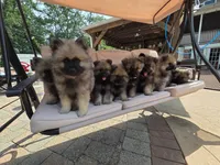Daisy, a female Keeshond for sale in Manchester Township, NJ – 4 of 8