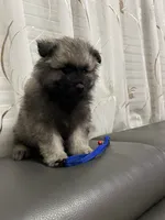 Mickey, a male Keeshond for sale in Manchester Township, NJ – 2 of 3