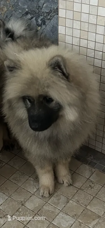Luna – Keeshond puppy for sale in Manchester Township, NJ