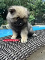Willow, a female Keeshond for sale in Manchester Township, NJ – 2 of 9