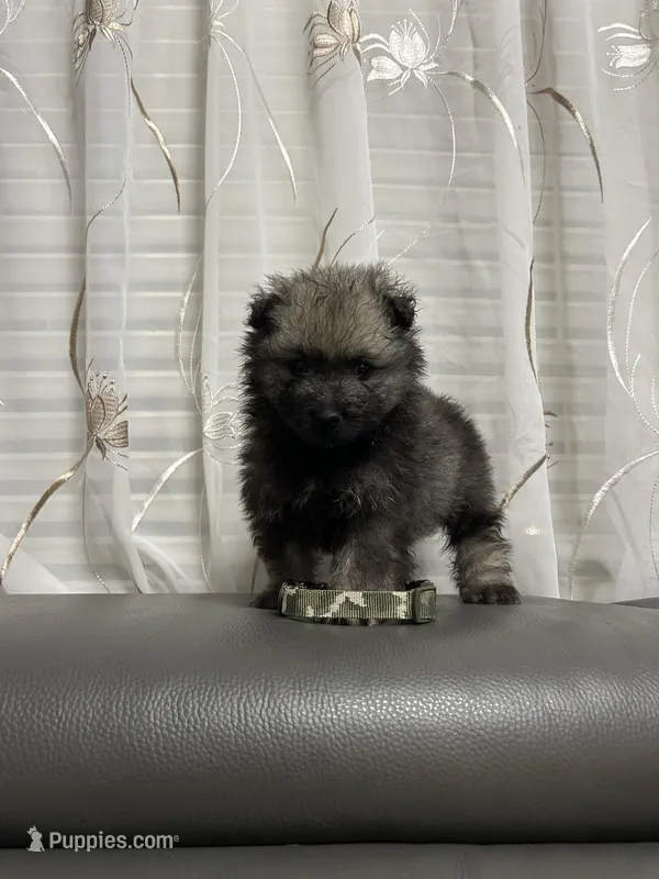 Daisy – Keeshond puppy for sale in Manchester Township, NJ