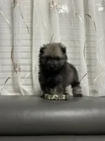 Daisy, a female Keeshond for sale in Manchester Township, NJ – 1 of 3