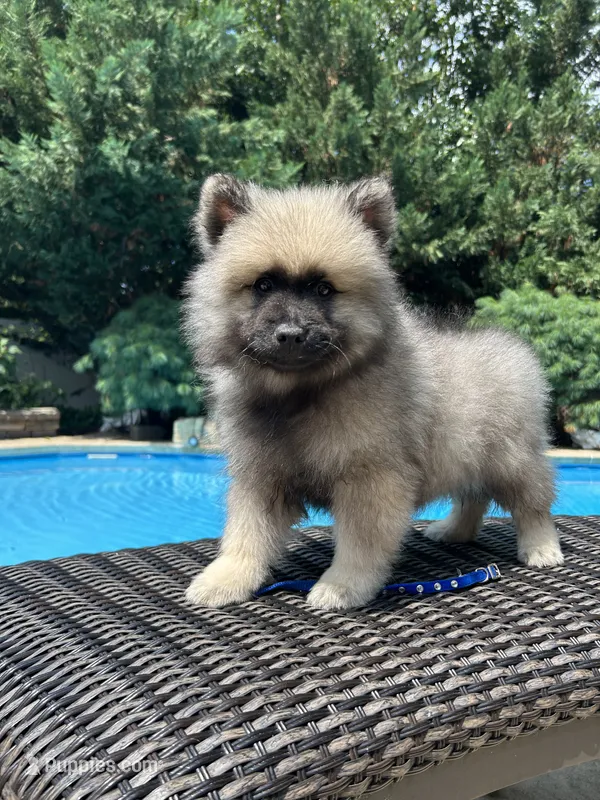 Teddy – Keeshond puppy for sale in Manchester Township, NJ