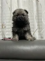 Nala, a female Keeshond for sale in Manchester Township, NJ – 3 of 3