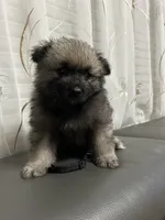 Jasper, a male Keeshond for sale in Manchester Township, NJ – 2 of 2