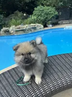 Daisy, a female Keeshond for sale in Manchester Township, NJ – 3 of 8