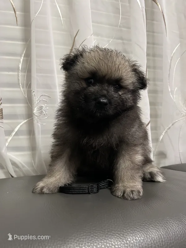 Jasper – Keeshond puppy for sale in Manchester Township, NJ