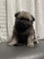 Jasper, a male Keeshond for sale in Manchester Township, NJ – 1 of 2