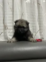 Willow, a female Keeshond for sale in Manchester Township, NJ – 2 of 3