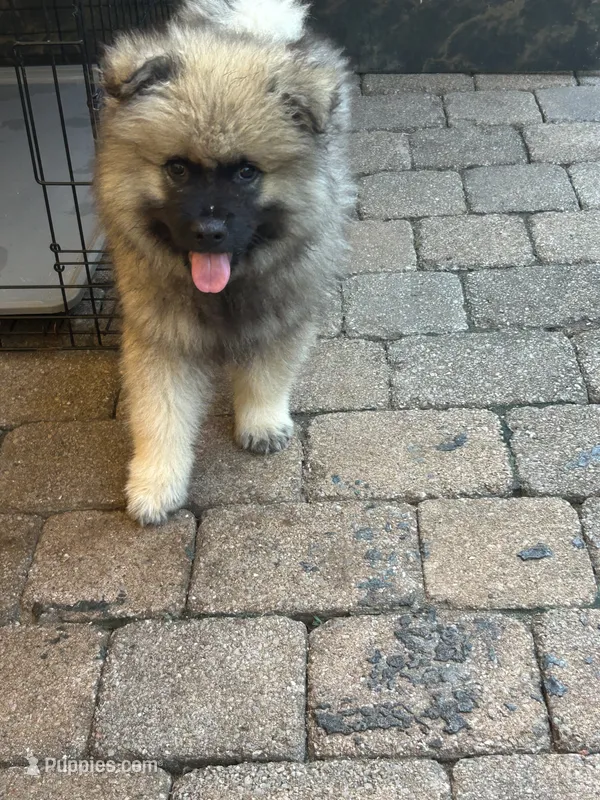 Jasper – Keeshond puppy for sale in Manchester Township, NJ