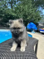 Rocky, a male Keeshond for sale in Manchester Township, NJ – 1 of 7