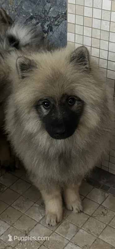 Willow – Keeshond puppy for sale in Manchester Township, NJ