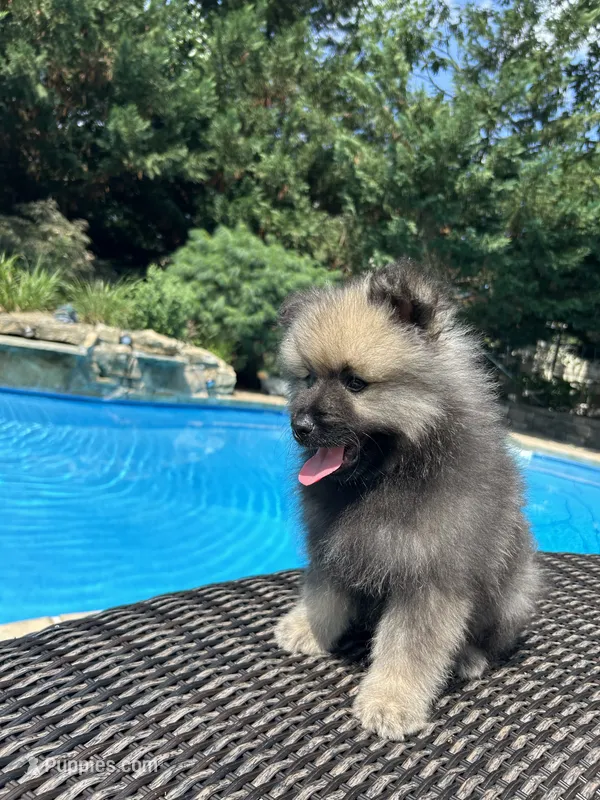 Luna – Keeshond puppy for sale in Manchester Township, NJ