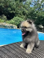 Luna, a female Keeshond for sale in Manchester Township, NJ – 1 of 9