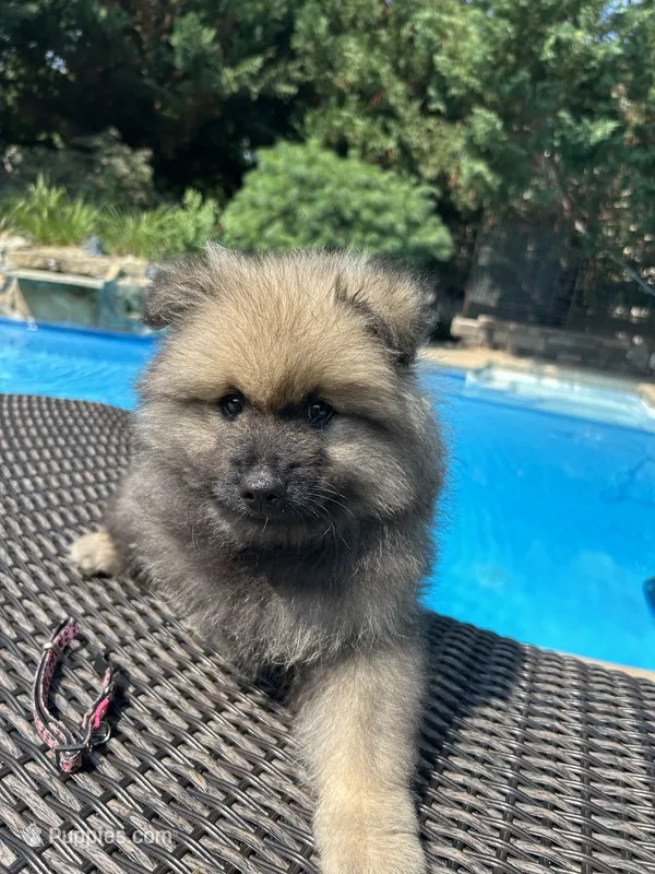 Nala – Keeshond puppy for sale in Manchester Township, NJ