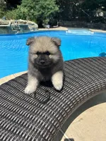 Jasper, a male Keeshond for sale in Manchester Township, NJ – 4 of 9
