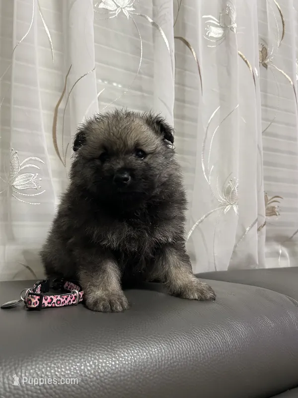 Nala – Keeshond puppy for sale in Manchester Township, NJ