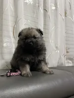 Nala, a female Keeshond for sale in Manchester Township, NJ – 1 of 3