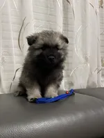 Mickey, a male Keeshond for sale in Manchester Township, NJ – 3 of 3