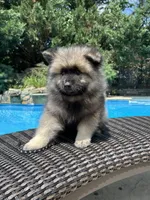 Milo, a male Keeshond for sale in Manchester Township, NJ – 2 of 9