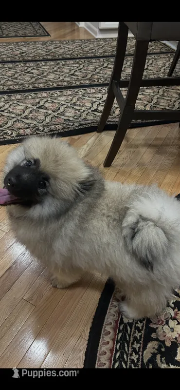 Mickey – Keeshond puppy for sale in Manchester Township, NJ