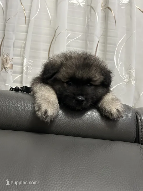 Milo – Keeshond puppy for sale in Manchester Township, NJ